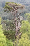 All Broighleachan 2010 Orchy pine